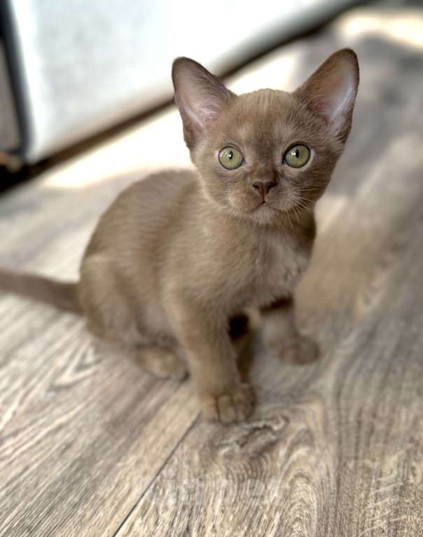 Кошки в Москве: Бурманский мальчик. Шоколадный инопланетяшка ищет свою галактику! Бронирование! Мальчик, 80 000 руб. - фото 4