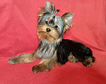 Собаки в Москве: Очаровательный мальчик йорка Мальчик, 40 000 руб. - фото 1