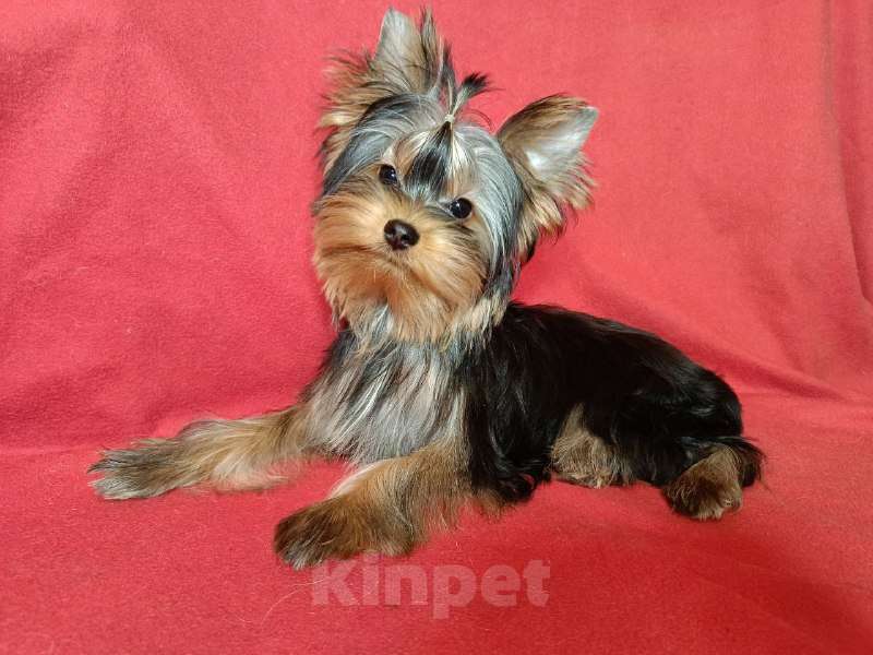 Собаки в Москве: Очаровательный мальчик йорка Мальчик, 40 000 руб. - фото 1