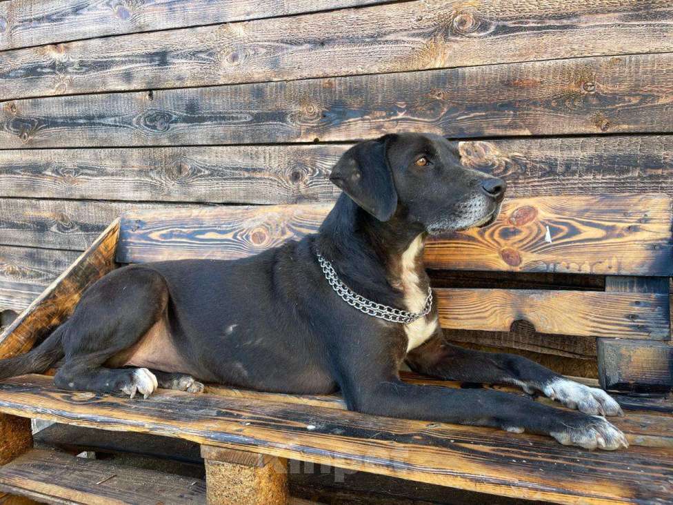 Собаки в Владимире: Метис дога Мальчик, Бесплатно - фото 2