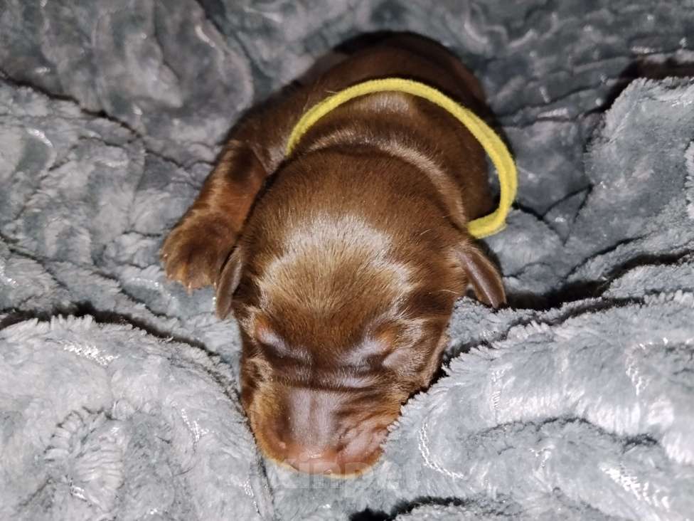 Собаки в Березовском: К/П сука Девочка, Бесплатно - фото 1