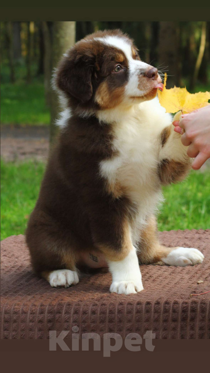 Собаки в Москве: Шикарный мальчик Аусси Мальчик, Бесплатно - фото 3