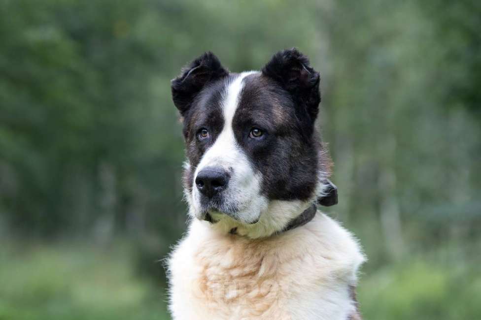 Собаки в Москве: Чебурашка Мальчик, Бесплатно - фото 2