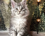 Кошки в Санкт-Петербурге: Котик мейн кун чёрный мраморный серебряный Мальчик, 45 000 руб. - фото 1