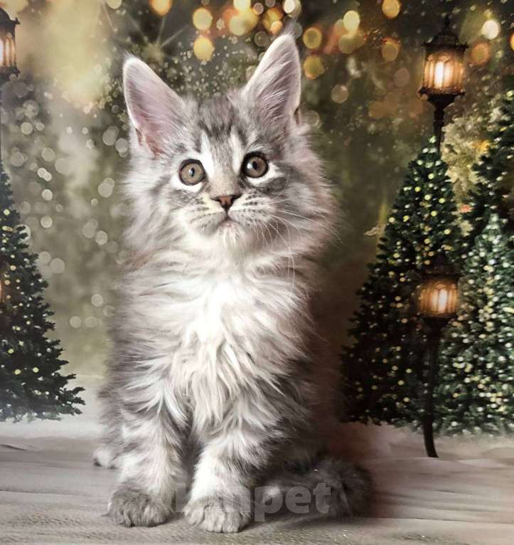 Кошки в Санкт-Петербурге: Котик мейн кун чёрный мраморный серебряный Мальчик, 45 000 руб. - фото 1