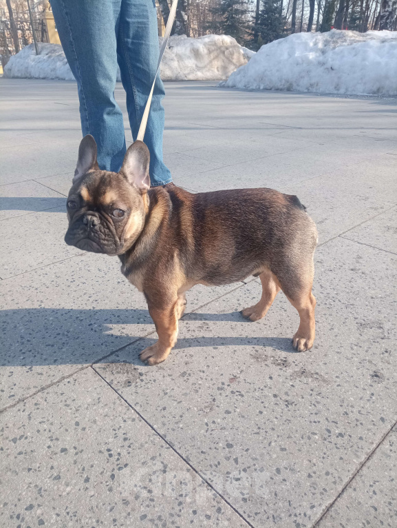 Собаки в Нижнем Новгороде: Французский бульдог Мальчик, Бесплатно - фото 1