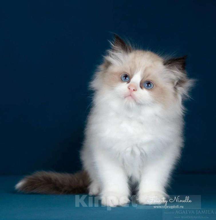 Кошки в Москве: Котята рэгдолл Мальчик, Бесплатно - фото 1