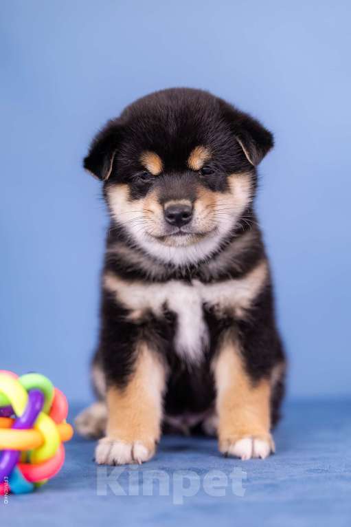 Собаки в Казани: Щенки сиба-ину — мальчик и девочка. Можно бронировать! Девочка, 90 000 руб. - фото 2