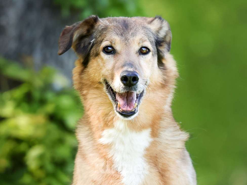 Собаки в Москве: Пожилая собака в добрые руки Девочка, Бесплатно - фото 1