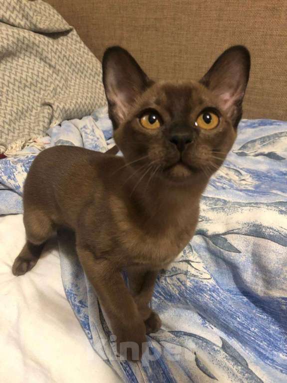 Кошки в Москве: Продаются бурманские котята Мальчик, Бесплатно - фото 3