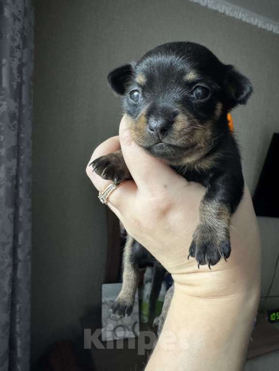 Собаки в Валуйках: Девочка  Девочка, 15 000 руб. - фото 1