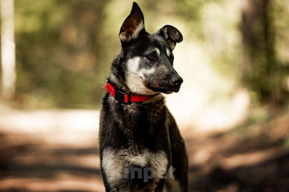 Собаки в Москве: Молодой кобель по кличке Чейз в поисках дома! Мальчик, Бесплатно - фото 4