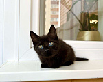 Кошки в Москве: Котенок черная пантерка Изюминка в добрые руки  Девочка, Бесплатно - фото 5