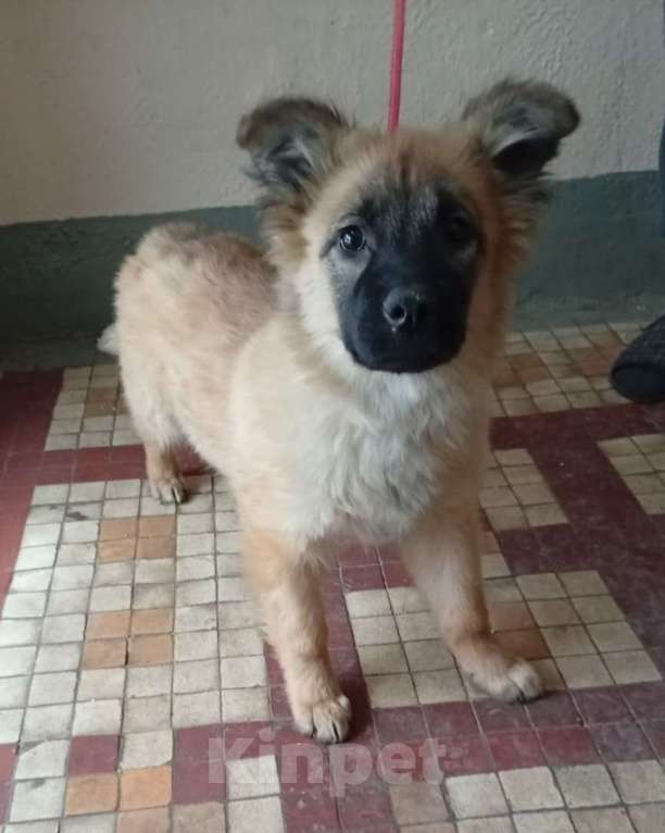 Собаки в Москве: Щенок Герда в дар Девочка, 1 руб. - фото 4