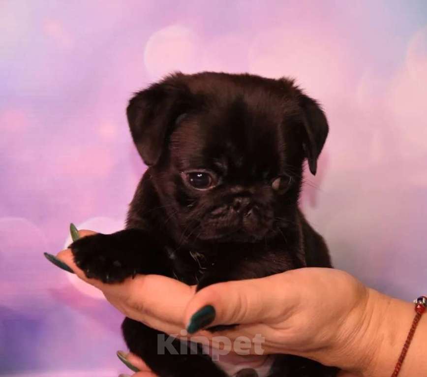 Собаки в Ростове-на-Дону: Щенки мопса  Девочка, 60 000 руб. - фото 5