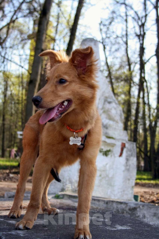 Собаки в Балашихе: Солнечная красотка Пенни (8 мес) в поиске дома Девочка, Бесплатно - фото 9