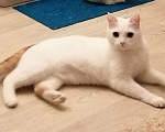 Кошки в Чебоксарах: Потерялся кот Йося Мальчик, 1 руб. - фото 1