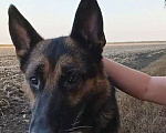 Собаки в Зернограде: Немец в добрые руки!  Мальчик, 1 руб. - фото 2
