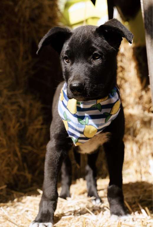 Собаки в Москве: Кай - щенок, смотрящий прямо в душу, ищет любящую семью! Мальчик, Бесплатно - фото 2