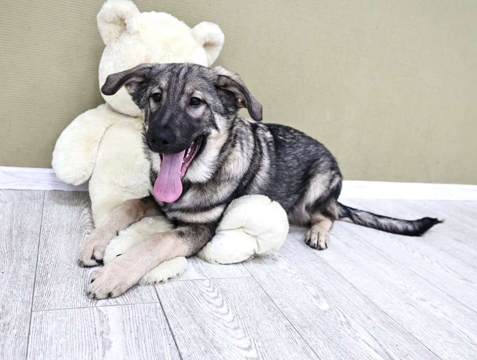 Собаки в Москве: Щенки бесплатно в Москве Мальчик, Бесплатно - фото 2