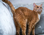 Кошки в Москве: Невероятно ласковый кот Оскар ищет семью! Мальчик, 10 руб. - фото 4