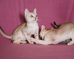 Кошки в Ливны: котята, 40 000 руб. - фото 8