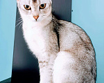 Кошки в Полярном: Чаузи котята, 40 000 руб. - фото 1
