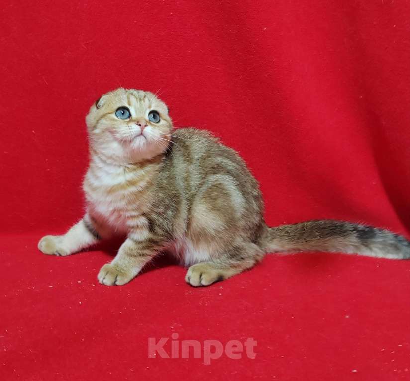 Кошки в Москве: Вислоухая золотая мраморная кошечка Девочка, 10 000 руб. - фото 5