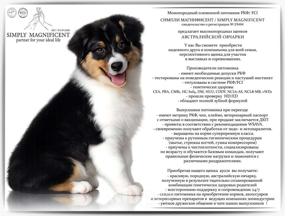 Собаки в других городах Московской области: щенки австралийской овчарки (аусси) РКФ Разнополые, 50 000 руб. - фото 1