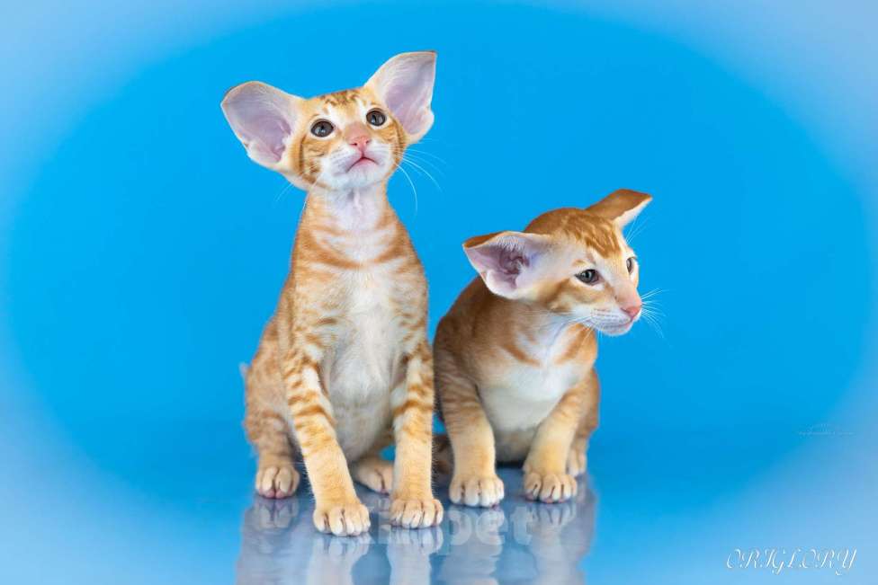 Кошки в Новокузнецке: Ориентальный котенок Мальчик, 50 000 руб. - фото 1