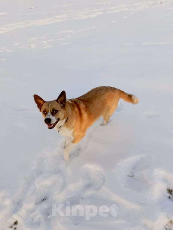Собаки в Москве: Астра Девочка, Бесплатно - фото 2