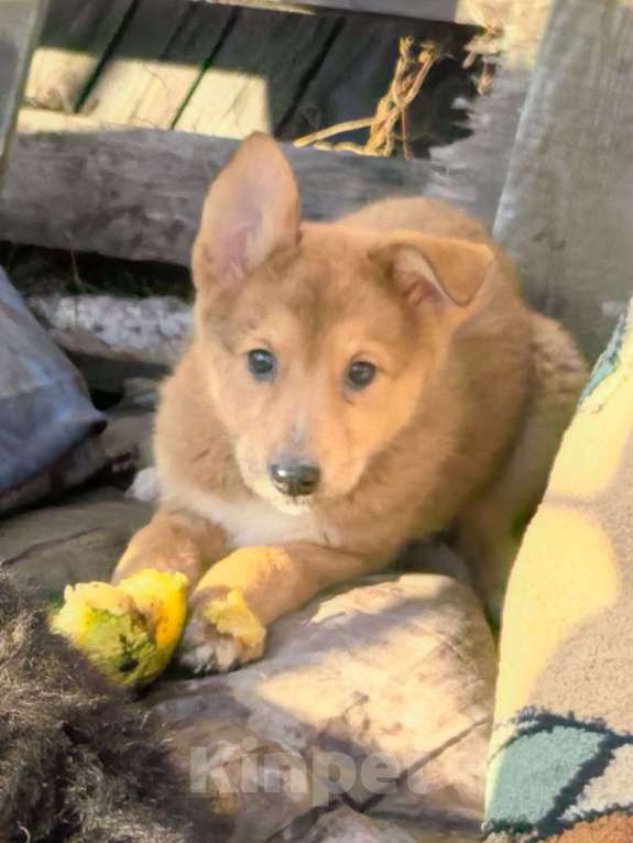 Собаки в Лосином-Петровском: Якутята из ппбж Мальчик, Бесплатно - фото 7
