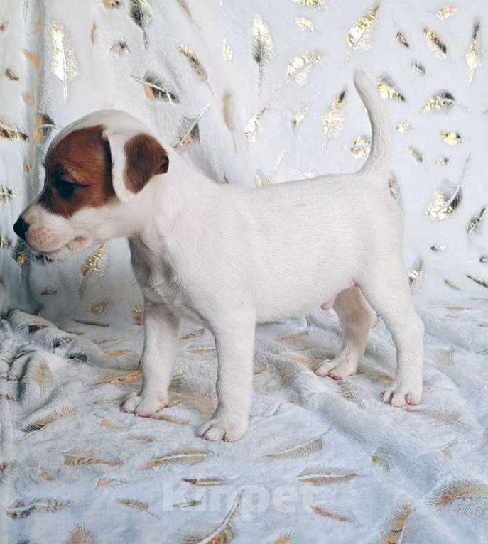 Собаки в других городах Московской области: Мальчик Парсон Рассел терьера Мальчик, 45 000 руб. - фото 1