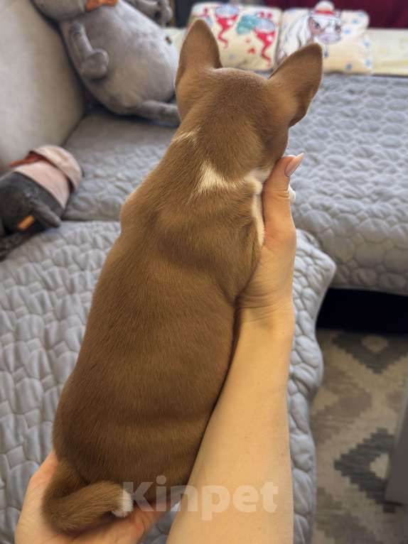 Собаки в Ангарске: Щенки басенджи Мальчик, 65 000 руб. - фото 3