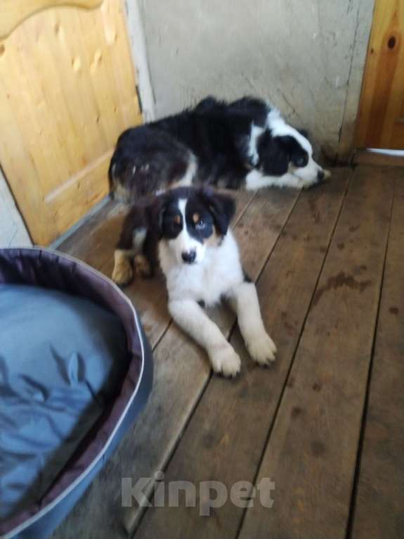 Собаки в Бикине: Очеровательная малышка  Девочка, 50 000 руб. - фото 10