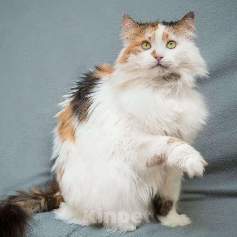 Кошки в Москве: Кошечку Мусю не замечают Девочка, Бесплатно - фото 4