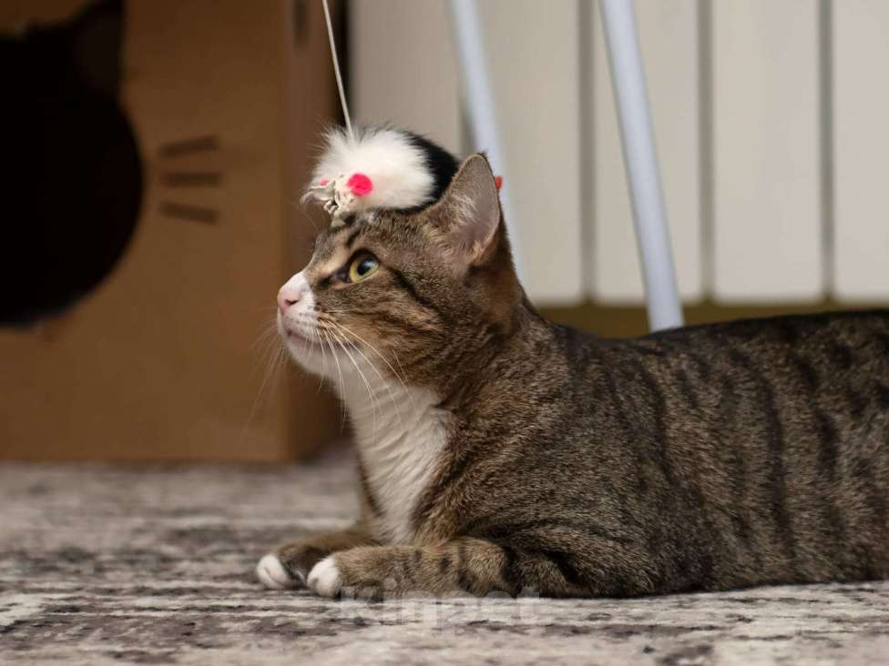 Кошки в Москве: Марта ищет дом  Девочка, Бесплатно - фото 5