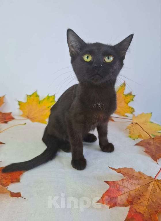 Кошки в Москве: Котёнок-подросток в добрые руки  Девочка, Бесплатно - фото 6