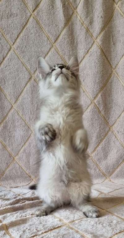 Кошки в Москве: Тикированный мальчик Мальчик, 60 000 руб. - фото 4