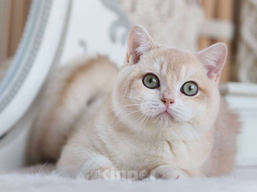 Кошки в Москве: Британский котенок Раф Мальчик, 150 000 руб. - фото 3