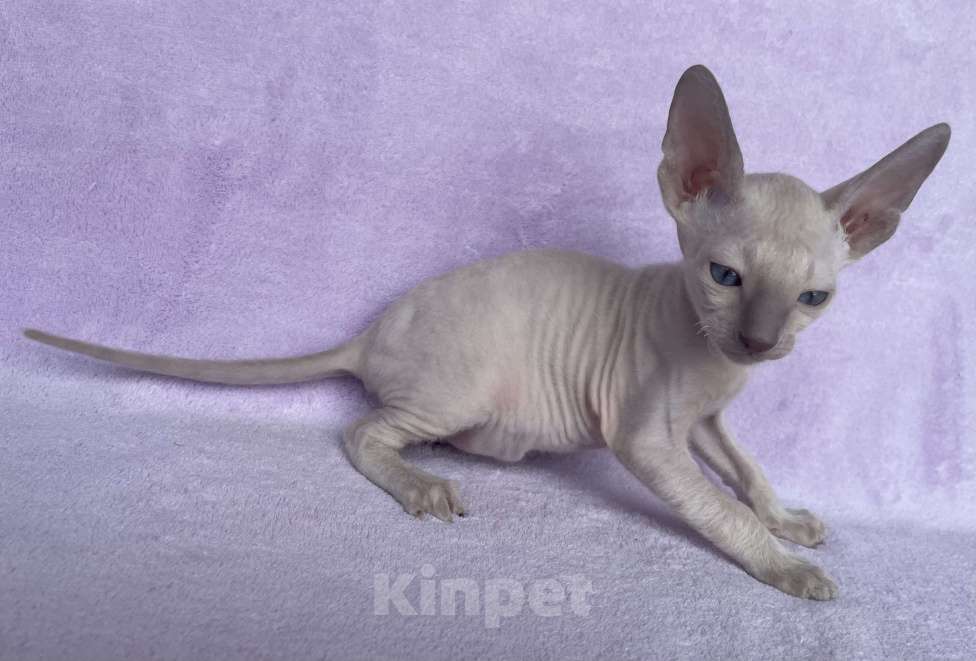 Кошки в Балашихе: кошечка лиловая пойнтовая из московского питомника Девочка, 80 000 руб. - фото 3