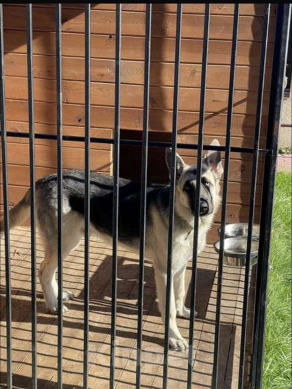 Собаки в других городах Московской области: В Добрые Руки! Мальчик, 30 000 руб. - фото 2