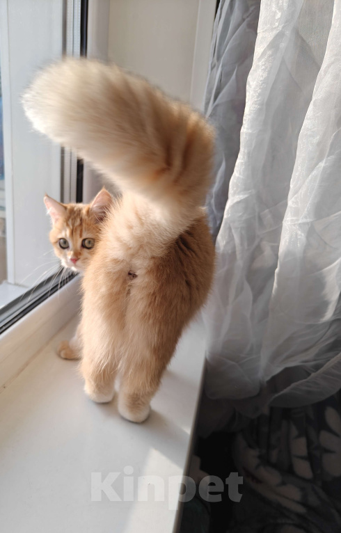 Кошки в Москве: Шотландская золотая шиншилла Девочка, 32 000 руб. - фото 4