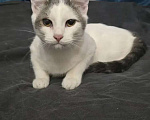 Кошки в Москве: Котик 8 месяцев Мальчик, 150 руб. - фото 3