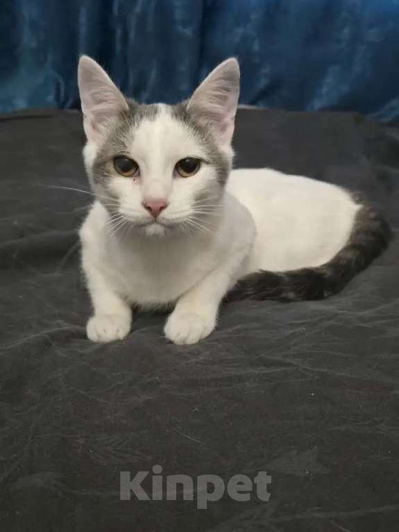 Кошки в Москве: Котик 8 месяцев Мальчик, 150 руб. - фото 3