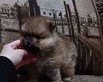 Собаки в Липецке: Маленькие комочки счастья ищут свой дом Мальчик, 12 000 руб. - фото 3