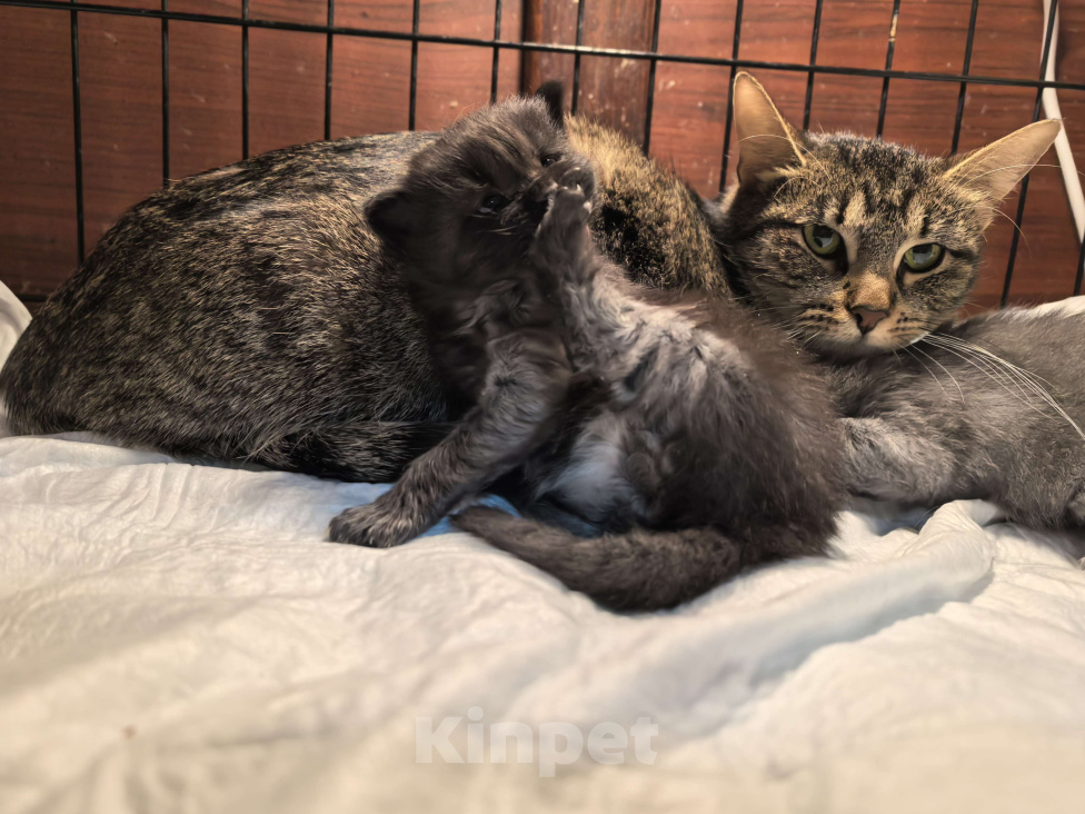 Кошки в Санкт-Петербурге: Котёнок Анубис ищет дом Мальчик, Бесплатно - фото 1