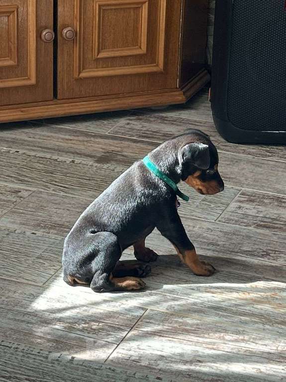 Собаки в Ростове-на-Дону: Активный щенок Добермана ищет любящих хозяев  Мальчик, 25 000 руб. - фото 2