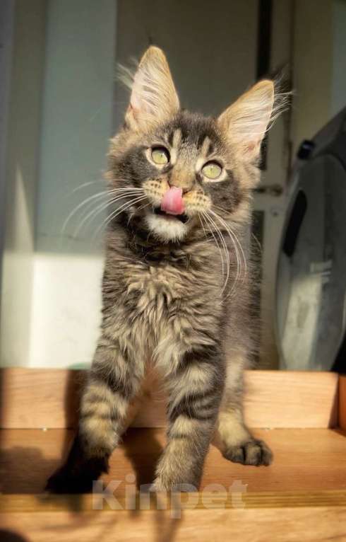 Кошки в других городах Ленинградской области: Зевс Мальчик, Бесплатно - фото 3