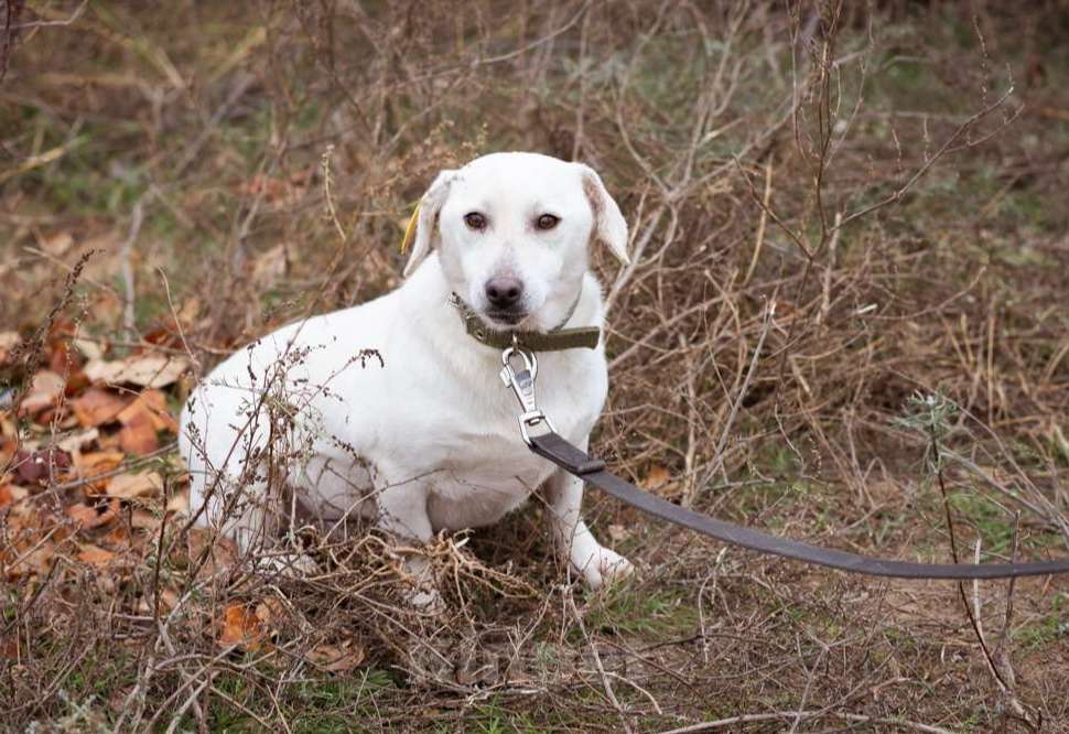 Собаки в Москве: Коротколапая, небольшая собачка ищет дом Девочка, Бесплатно - фото 2
